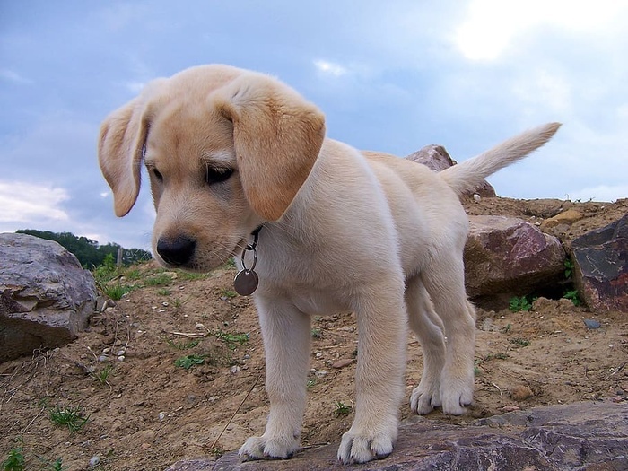 黄色拉布拉多猎犬小狗小狗宠物动物可爱拉布拉多犬
