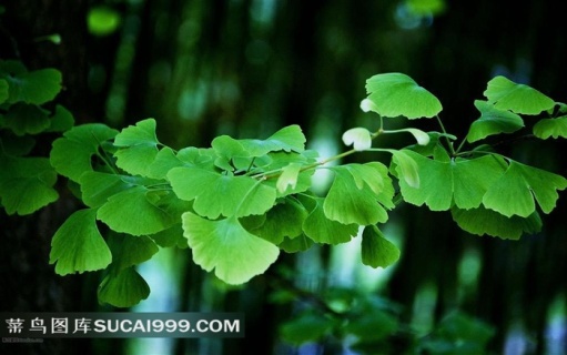 春天阳光下的绿叶藤蔓免抠装饰植物元素