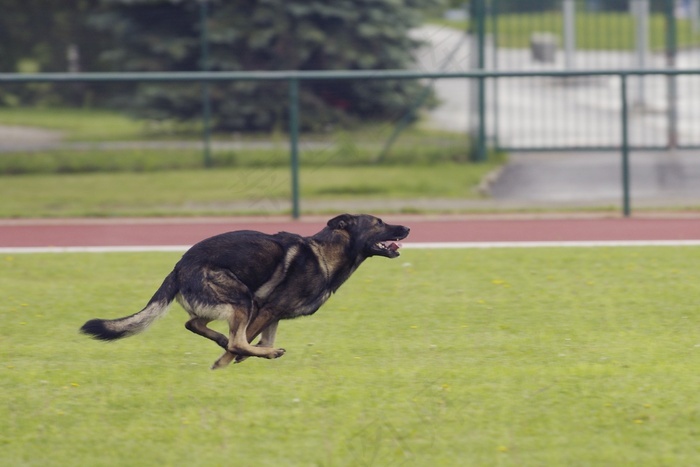 德国牧羊犬狗跑步比赛