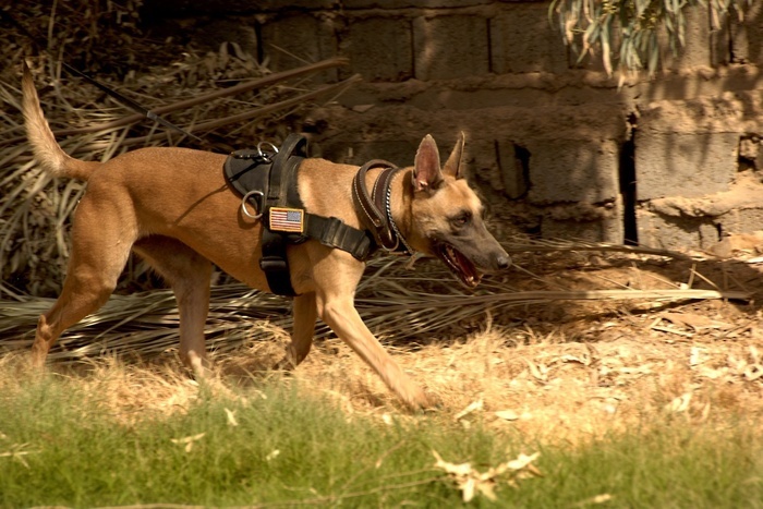 德国牧羊犬狗犬训练有素工作