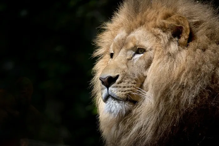 狮子，野生，非洲，非洲，猫科动物，动物园，动物区系，黄褐色
