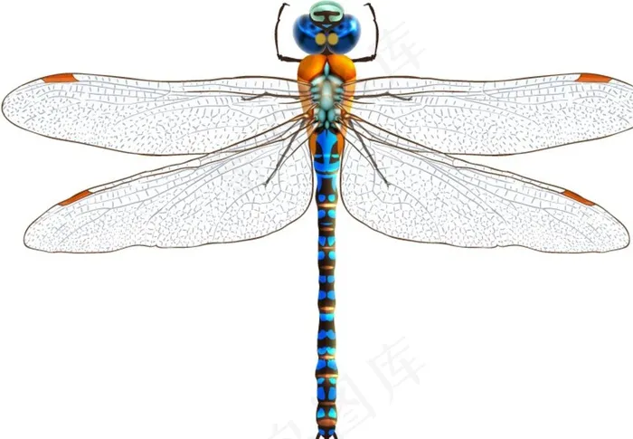 蓝色蜻蜓设计图片