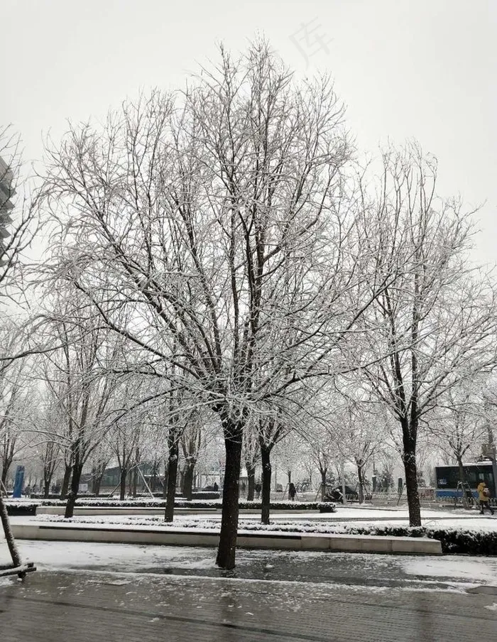大树 雪景色图片
