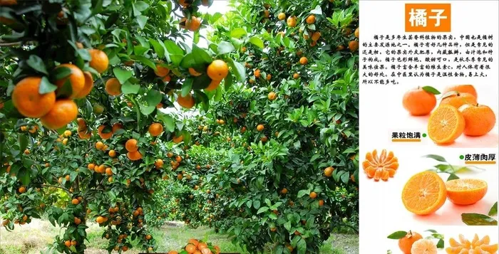 桔子 橘子图片