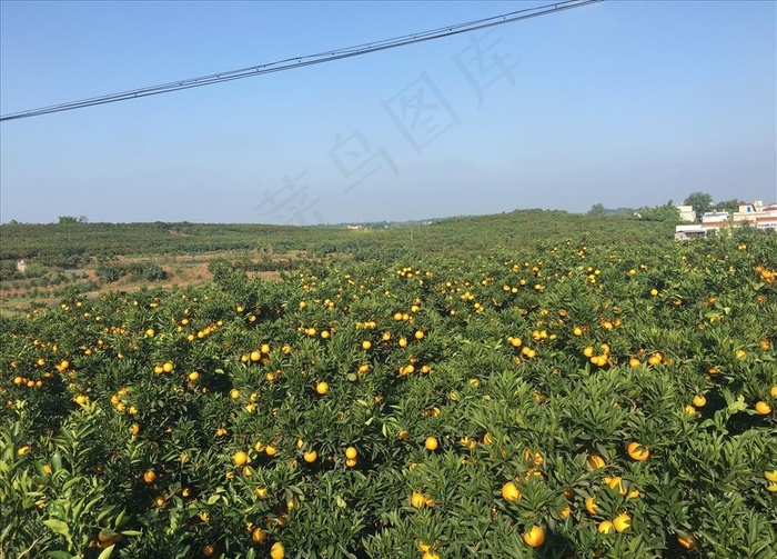 金堂脐橙脐橙果园脐橙基地图片