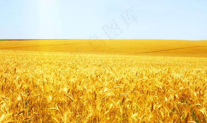 本素材作品名称为麦浪图片,素材编号是2007662, 						是一张格式为