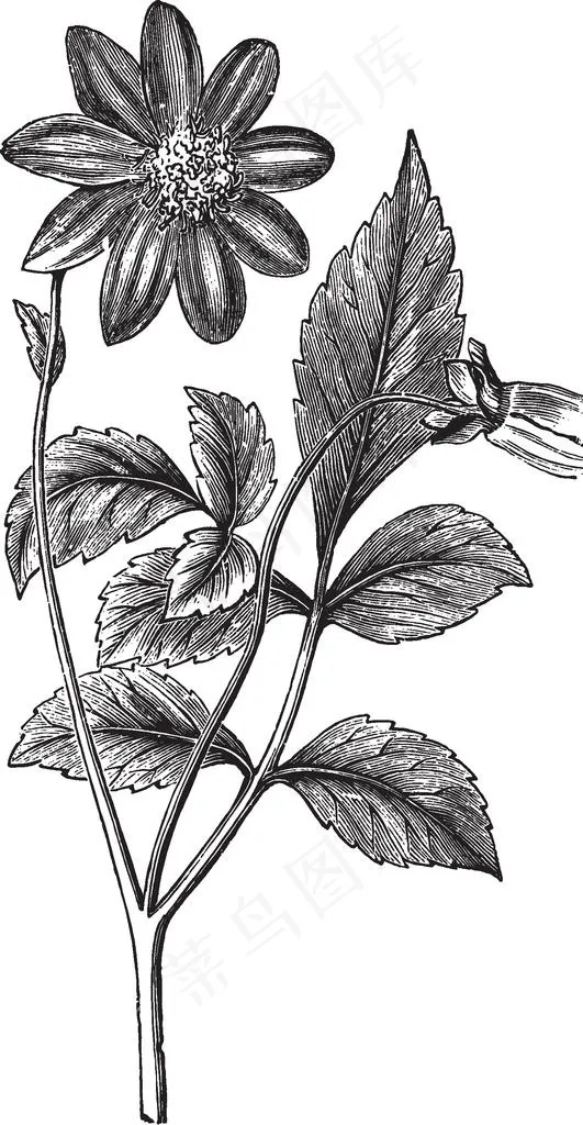线描植物图片