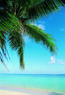 椰风海韵图片免费格式: psd夏日蓝天大海椰树孩童堆沙子免费格式: psd