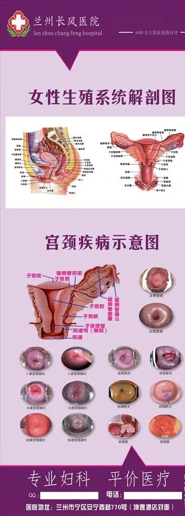 女性生殖器官解剖图片
