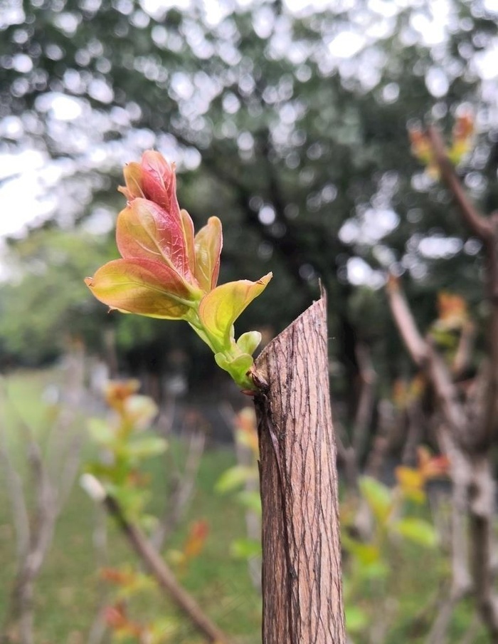 本素材作品名称为发芽的海棠树图片,素材编号是1731432