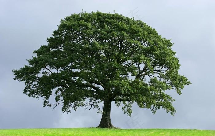 参天大树图片 - 菜鸟图库