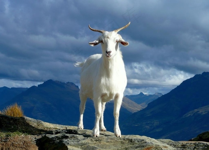 山羊图片