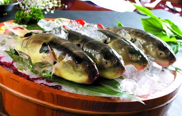 长江鲃鱼图片