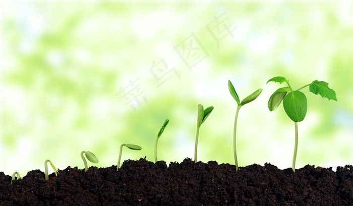 本素材作品名称为幼苗小树苗图片,素材编号是2042614