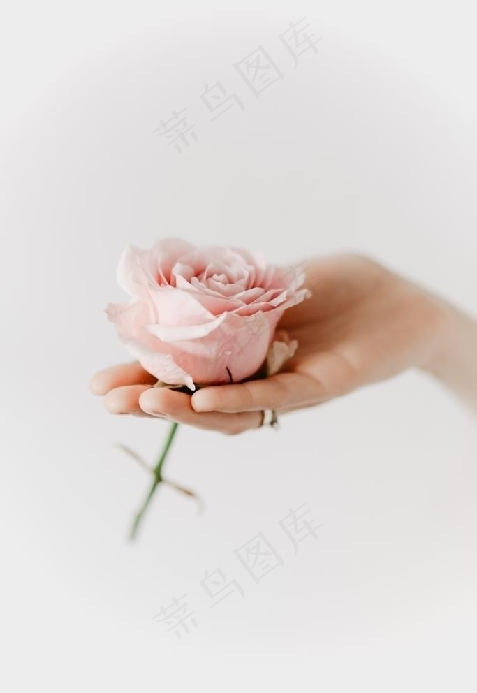 手捧玫瑰花图片