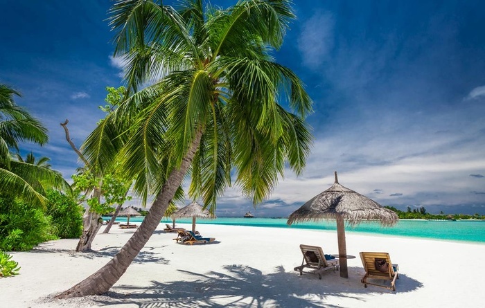 沙滩椰子树图片