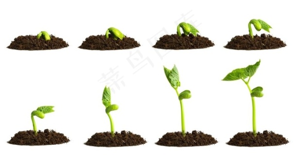 刚出土的小树苗10241076px