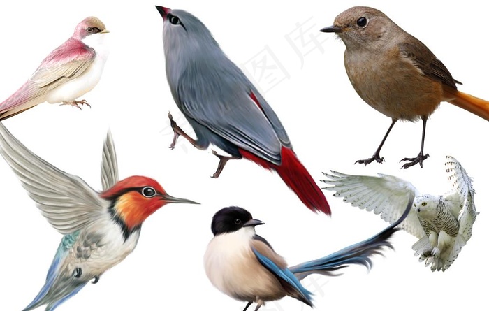 鸟02图片psd模版下载