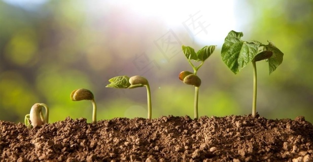 幼苗小树苗图片