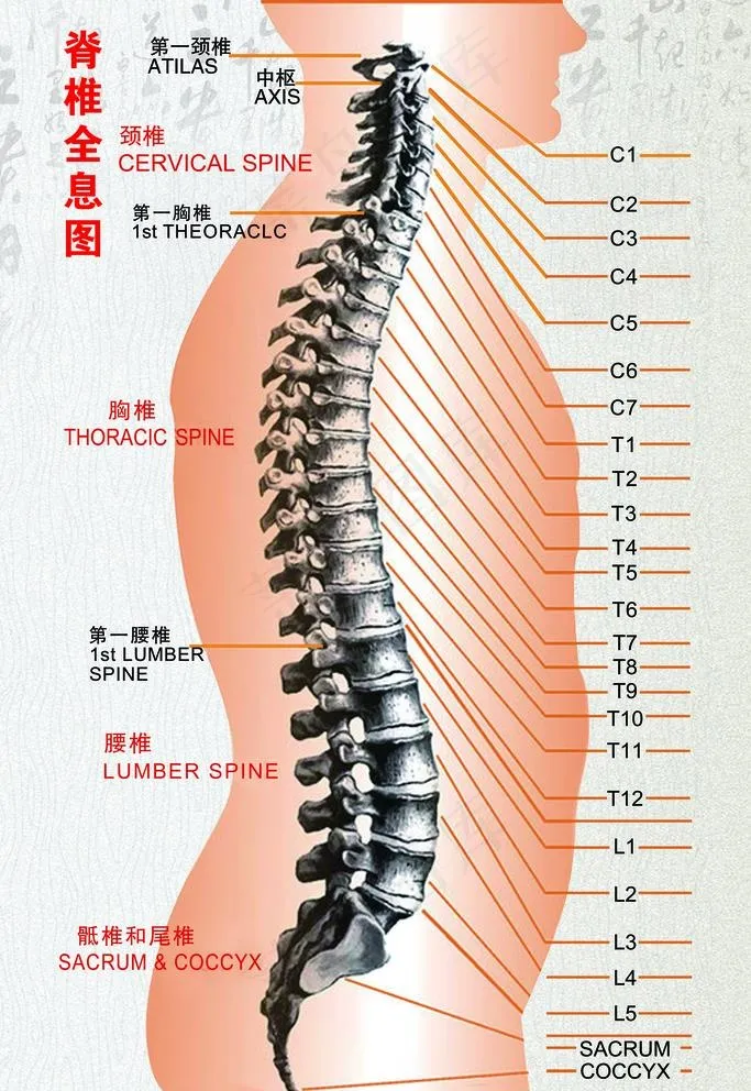 脊椎全息图图片
