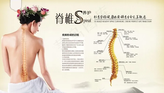 脊椎养护海报图片