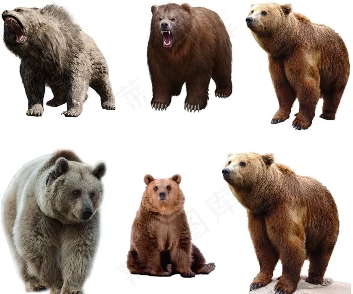 熊 动物 宠物 动物素材 狗熊图片
