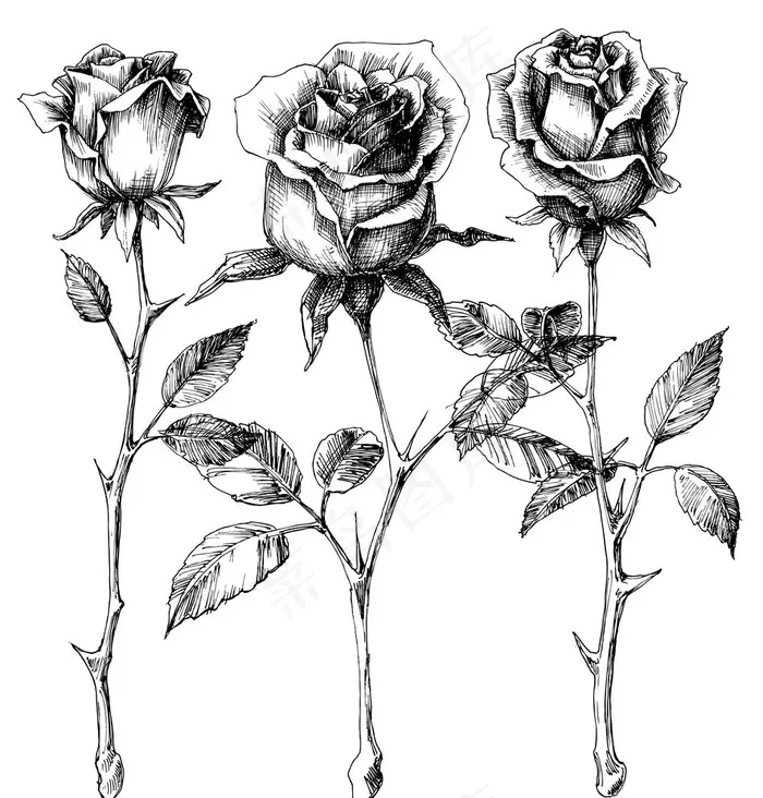黑白线条剪影玫瑰花图案图片