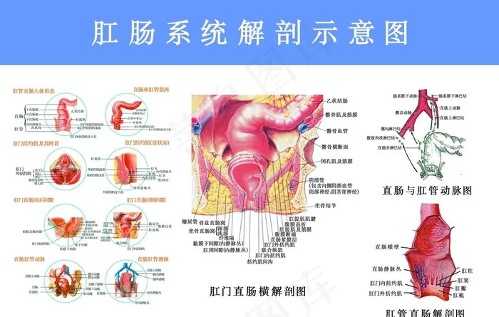 肛肠系统解剖图图片