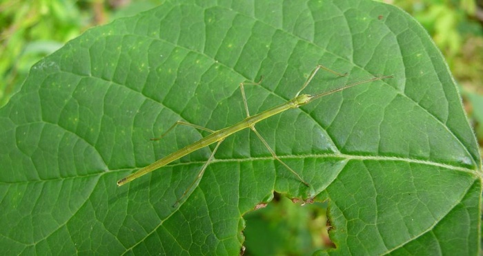 竹节虫真纤细图片