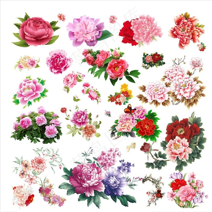 牡丹国画牡丹牡丹花素材图片 菜鸟图库