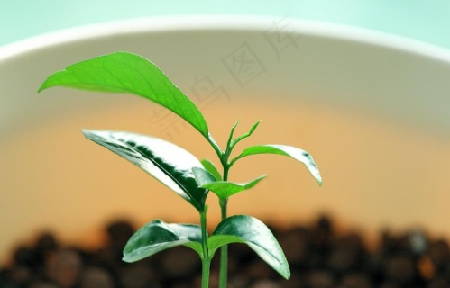 刚出土的小树苗10241076px