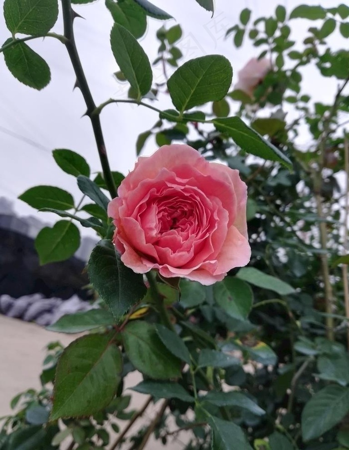 月季花图片 菜鸟图库