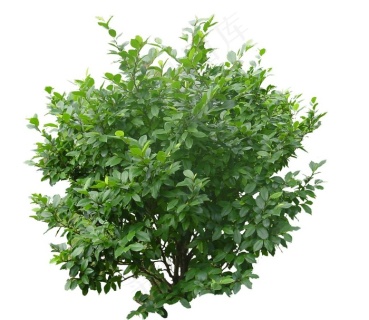 植物系列灌木图片epsai矢量模版下载