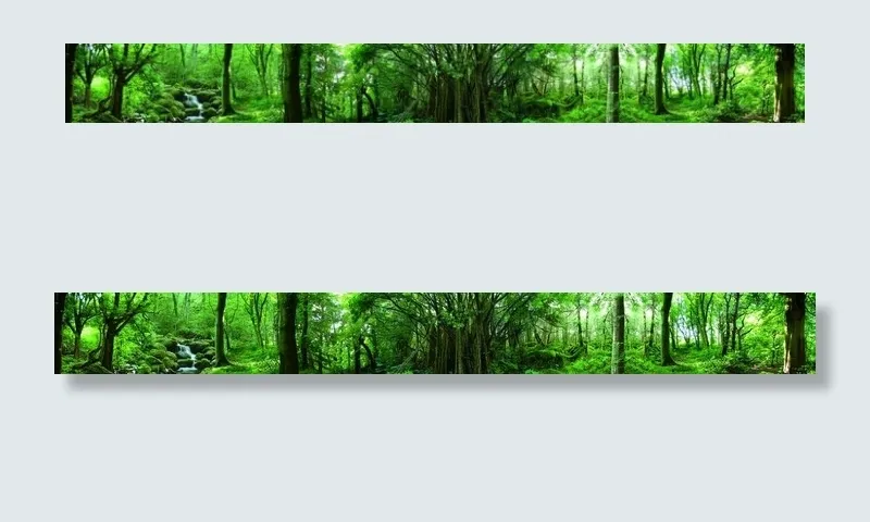 原始森林图片
