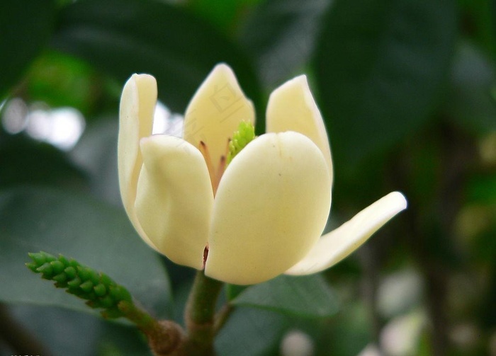 本素材作品名称为含笑花图片,素材编号是1901607, 						是一张格式为