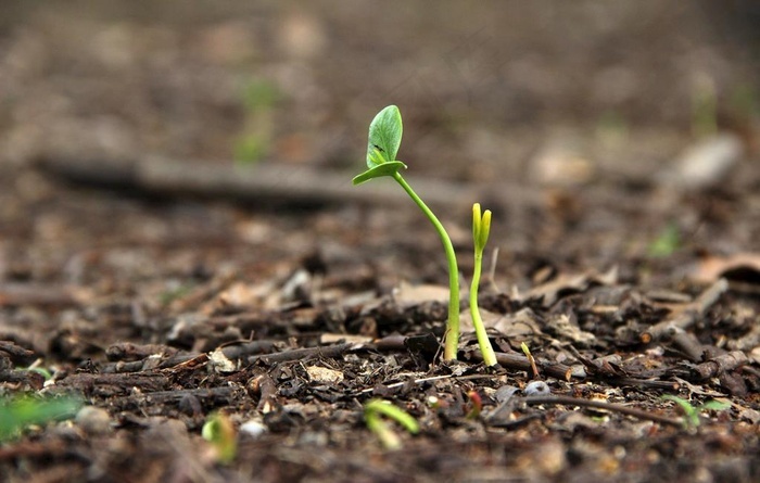 春天种子发芽图片