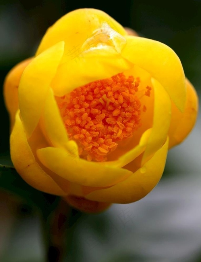 本素材作品名称为金花茶图片,素材编号是1844498, 						是一张格式为