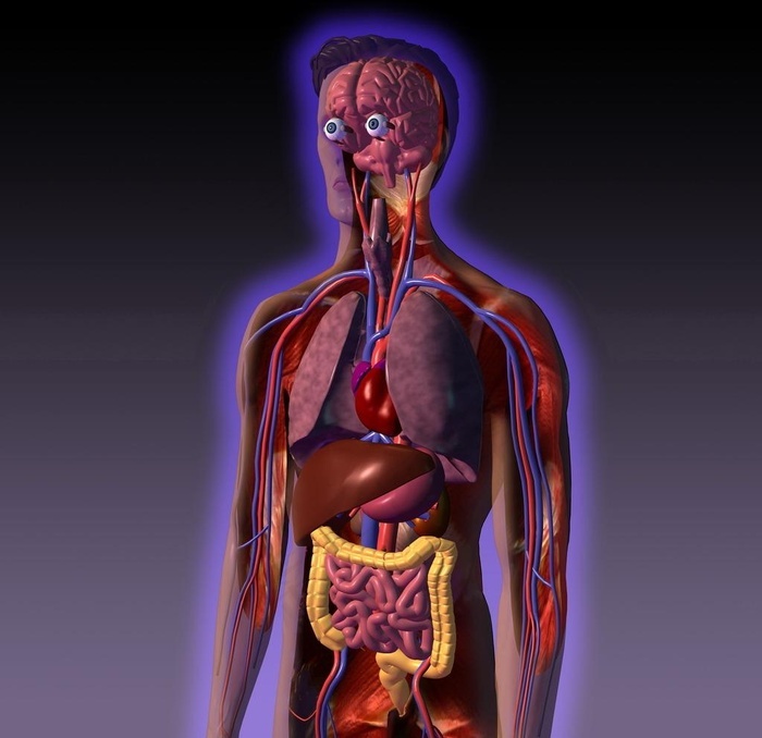 人体解剖图图片