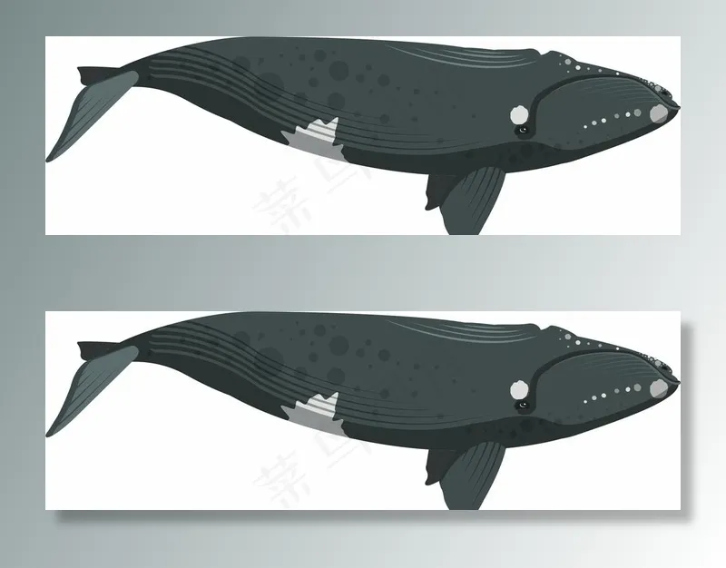 鲸鱼 卡通图片