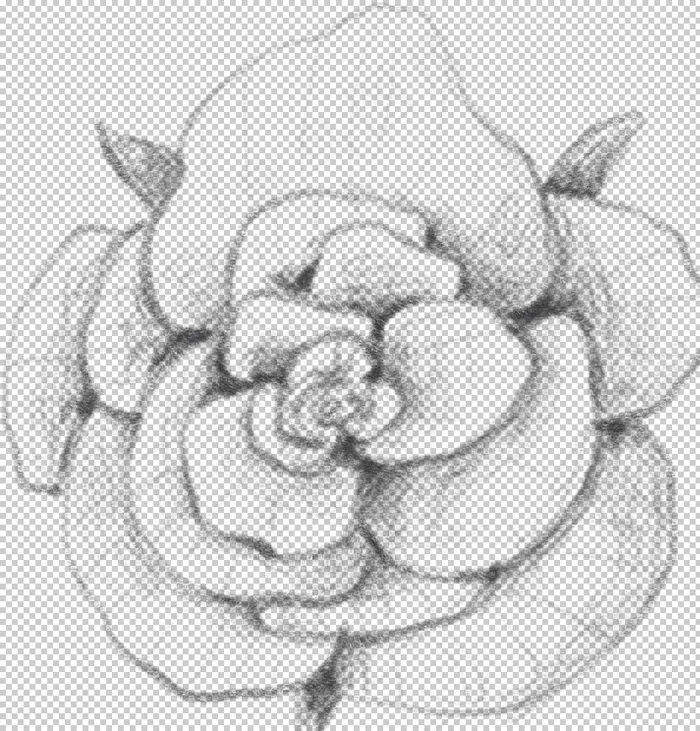 玫瑰花素描绘画图片
