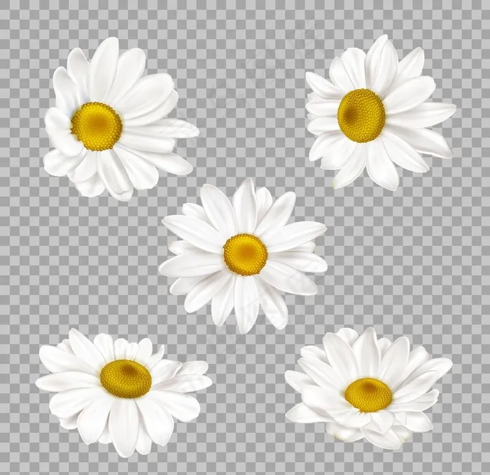 免抠白色小雏菊图片
