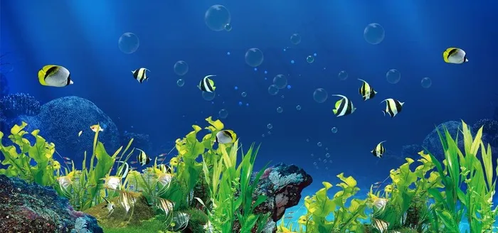鱼缸背景 海底世界 小鱼 海藻图片