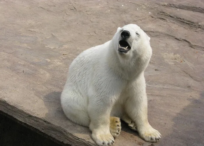 白色北极熊图片