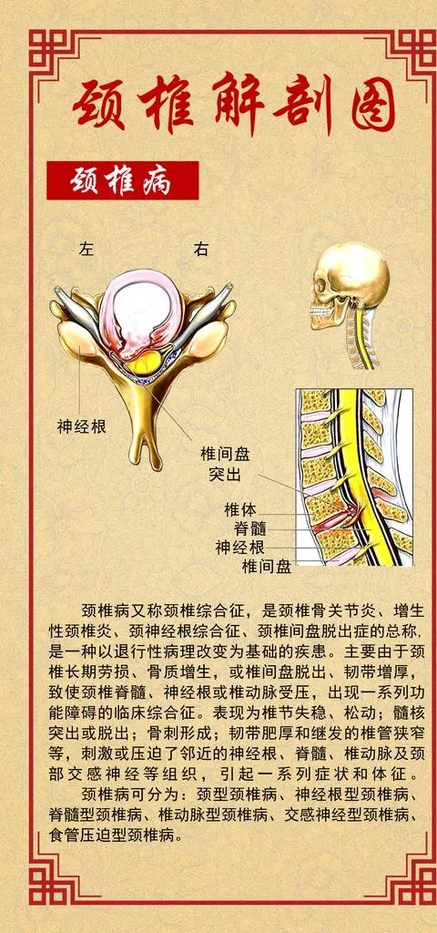 颈椎解剖图图片
