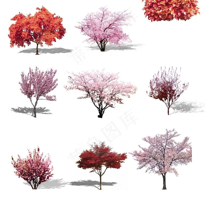 樱花树png图片