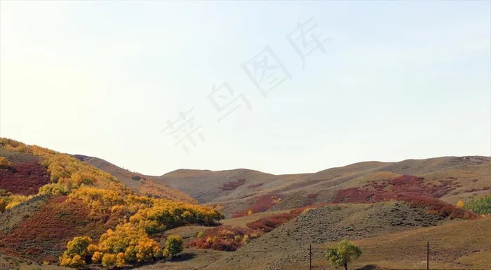 坝上草原秋天白桦与榛子林图片