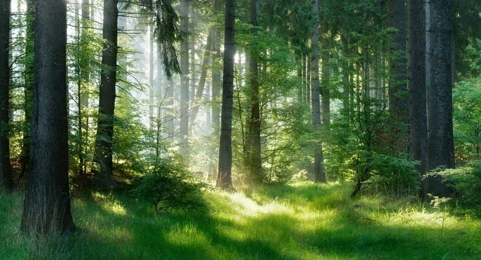 阳光沐浴下的森林图片