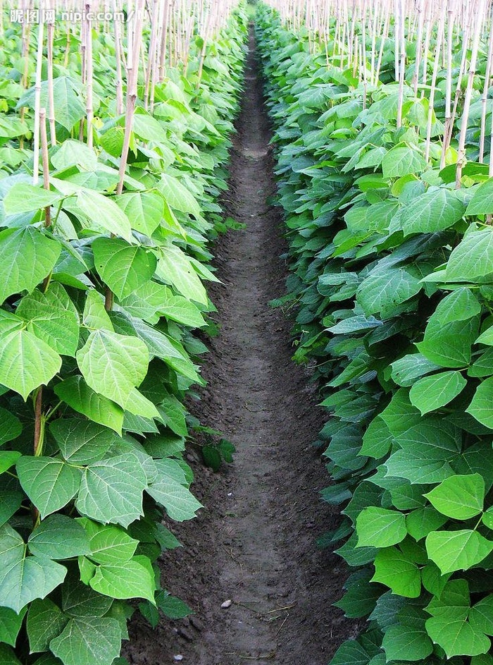 地瓜田农田原创摄影图片