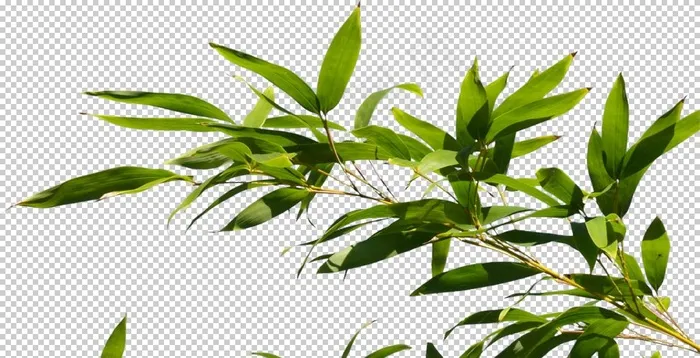 竹叶免抠素材   竹子图片