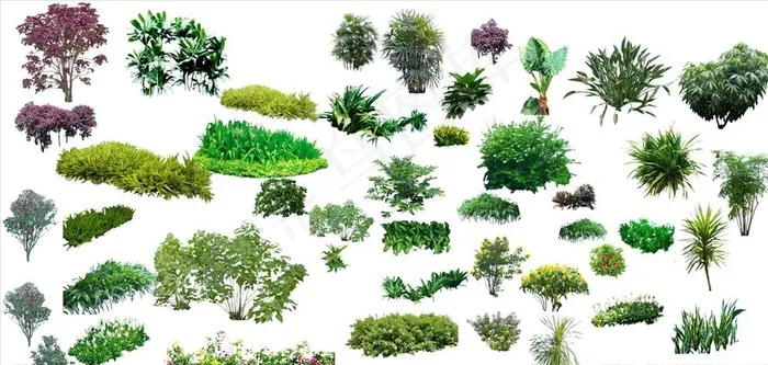 灌木组团植物图片